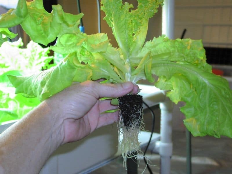 Hand holding lettuce with lots of roots grown hydroponically