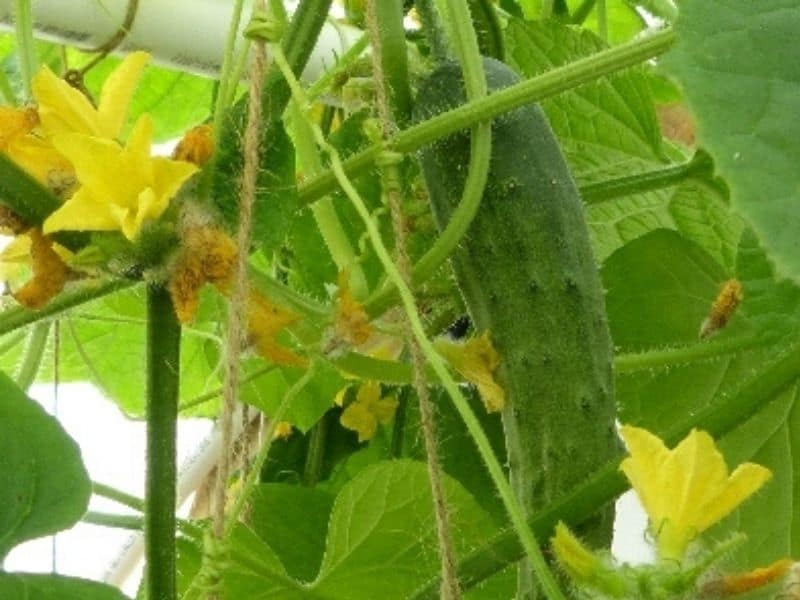 Ready to pick cucumber