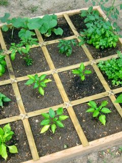 square foot garden with small plants