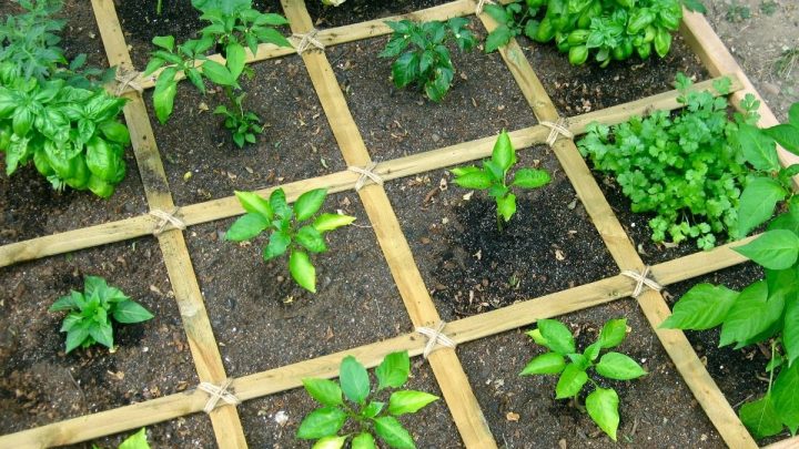 Best Plants for Square Foot Gardening