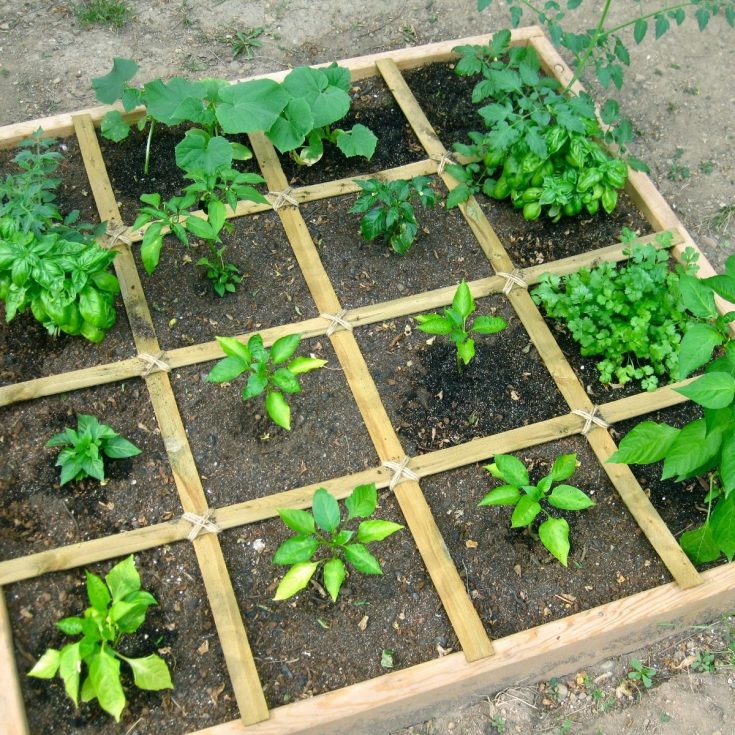 Best Plants For Square Foot Gardening