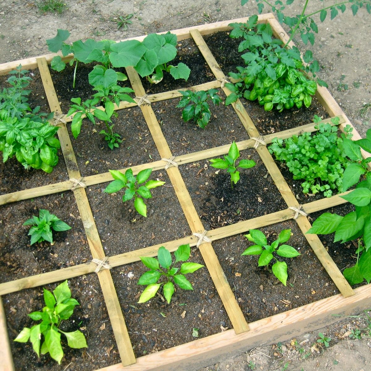 square foot garden with small plants