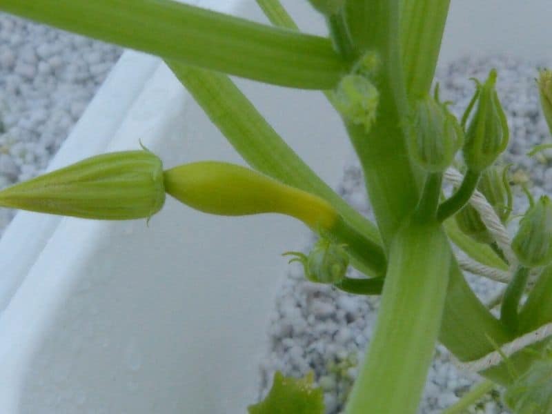 Tiny squash