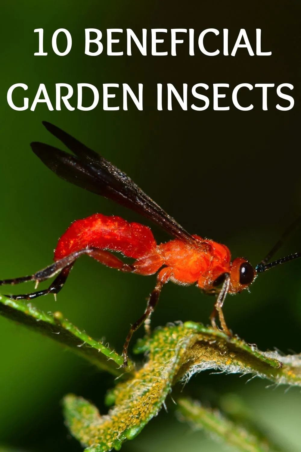 10 beneficial garden insects