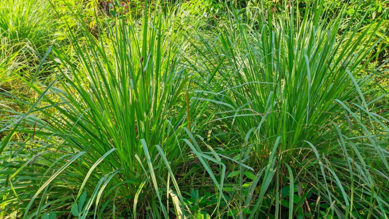 A close up of the citronella plant which has the Latin name Cymbopogon nardus