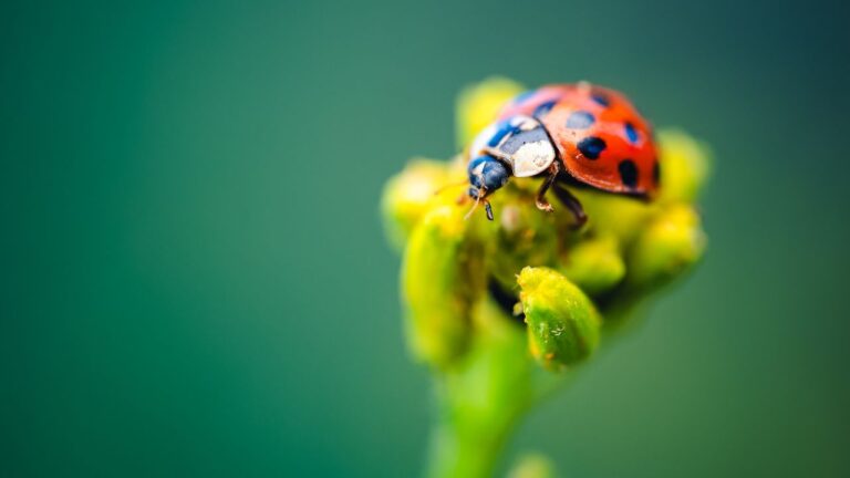 A detailed macro shot of a ladybug (Coccinella septempunctata) on a yellow plant. The background is a soft, blurred green, highlighting the vibrant colors of the ladybug and plant.