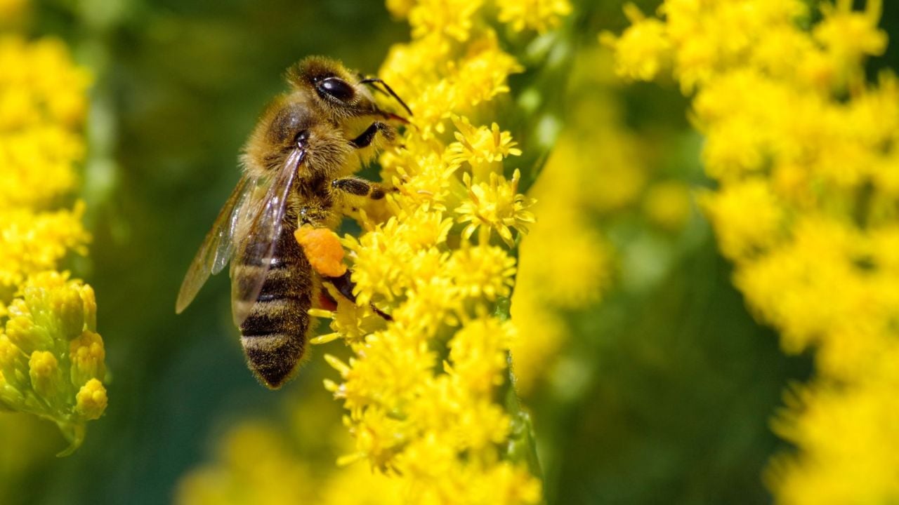 Bee on goldenrod flowers.