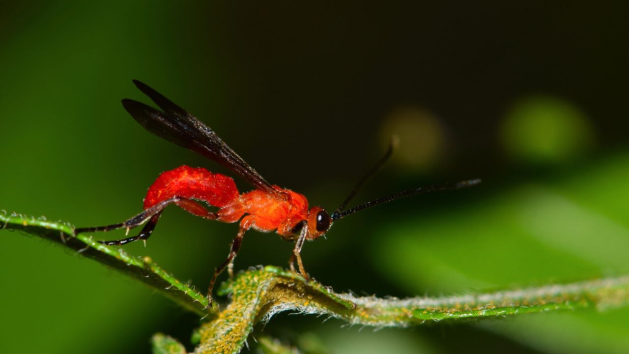 Braconid wasp from the Agathidinae suborder. Parasitic insects that lay eggs on caterpillars. Their larvae feed off them until the caterpillar dies.