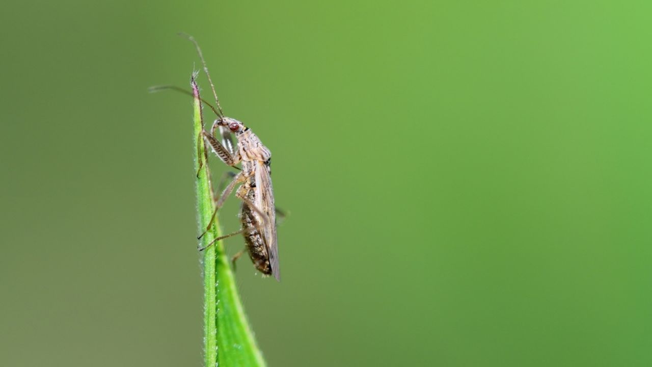 Broad Damsel Bug - Nabis sp. A predatory insect that preys on plant pests in a crop field.