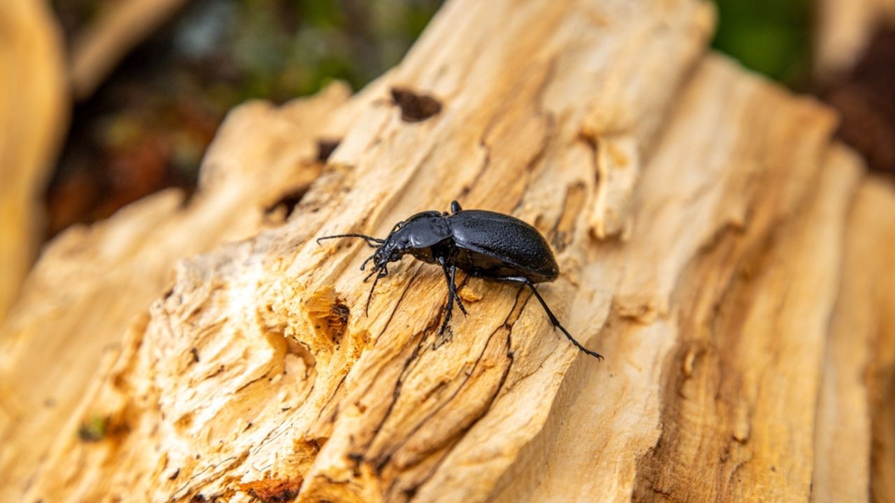 Carabus bessarabicus is a species of ground beetle from family Carabidae