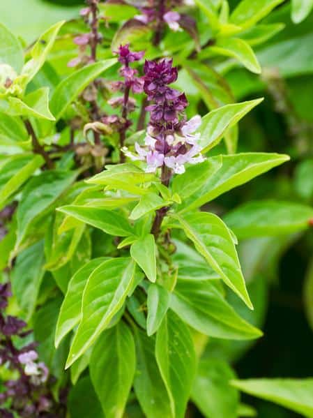 Cinnamon Basil with small pink and purple flowers
