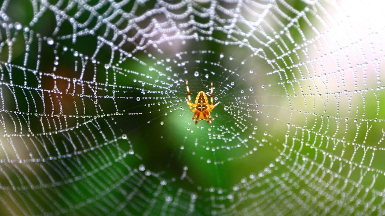 Common garden spider built net. Wet spider web, wet spider net.