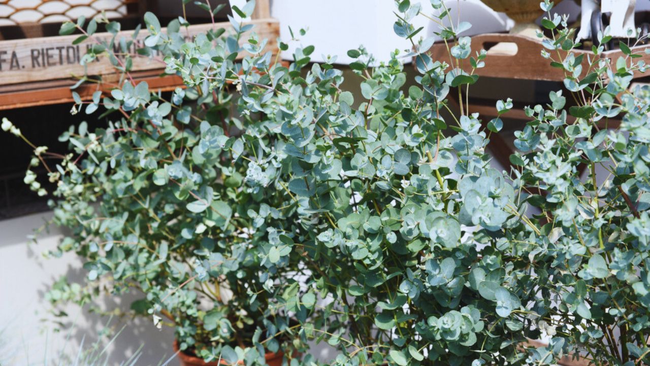 Eucalyptus gunnii decorative eucalyptus grows in a pot in the garden