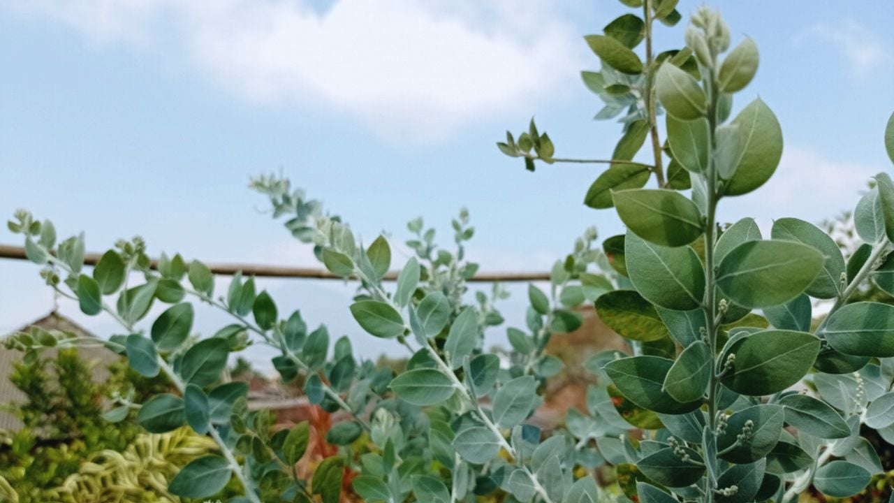 Eucalyptus plant againts blue sky