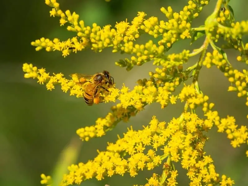 A bee working on a Goldenrod plant, filled with yellow flowers