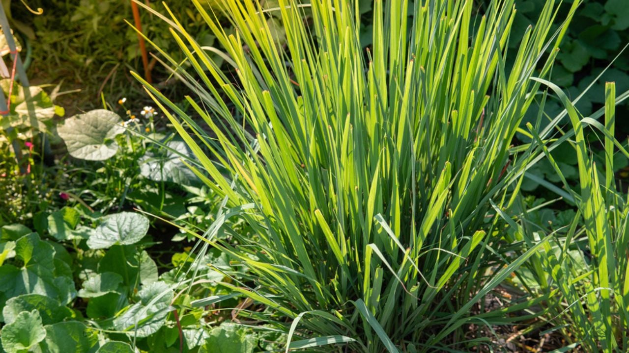 Lemongrass planted in the backyard, vegetable garden, herbs