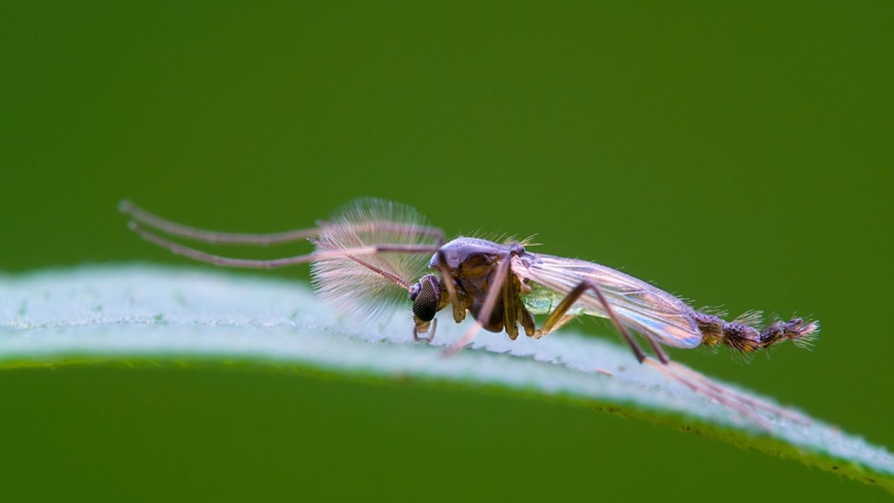Macro of midges up close