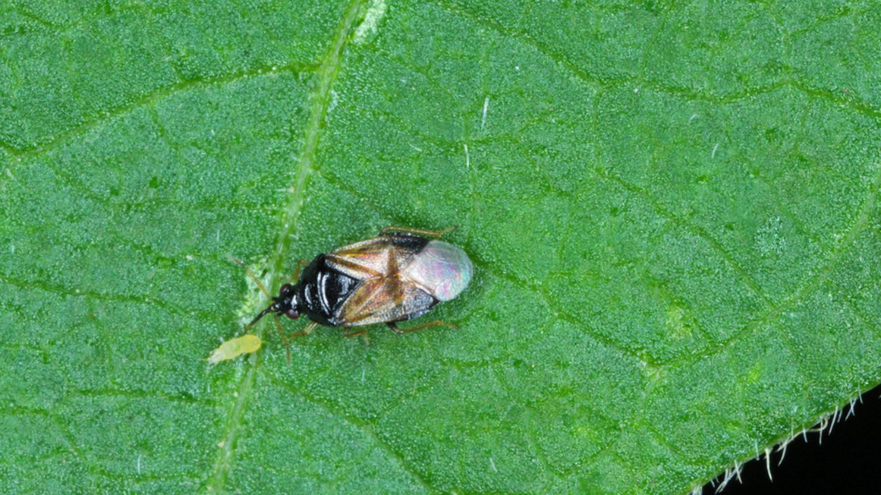 Minute pirate bugs or called flower bugs (Anthocoridae) is a family of bugs. Anthocorids are predacious and feeds on many insects pests of crops - in the picture with a hunted thrips.