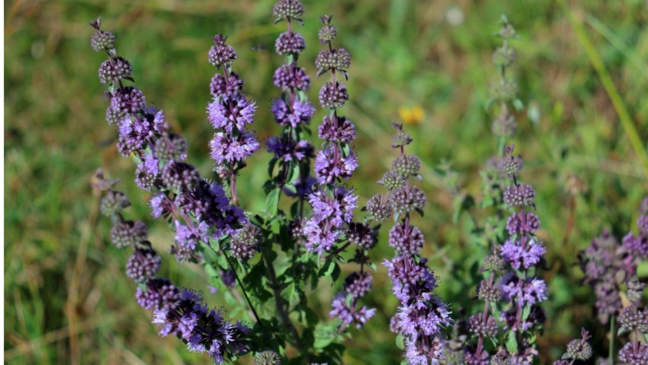 Pennyroyal Mentha Pulegium plant abloom. Wildflower from the mint family used in alternative medicine.