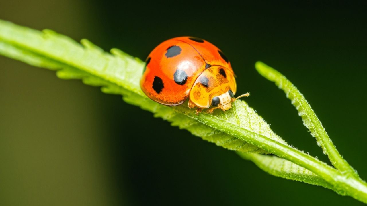 Red Ladybugs on green leaf and nature blurred background.