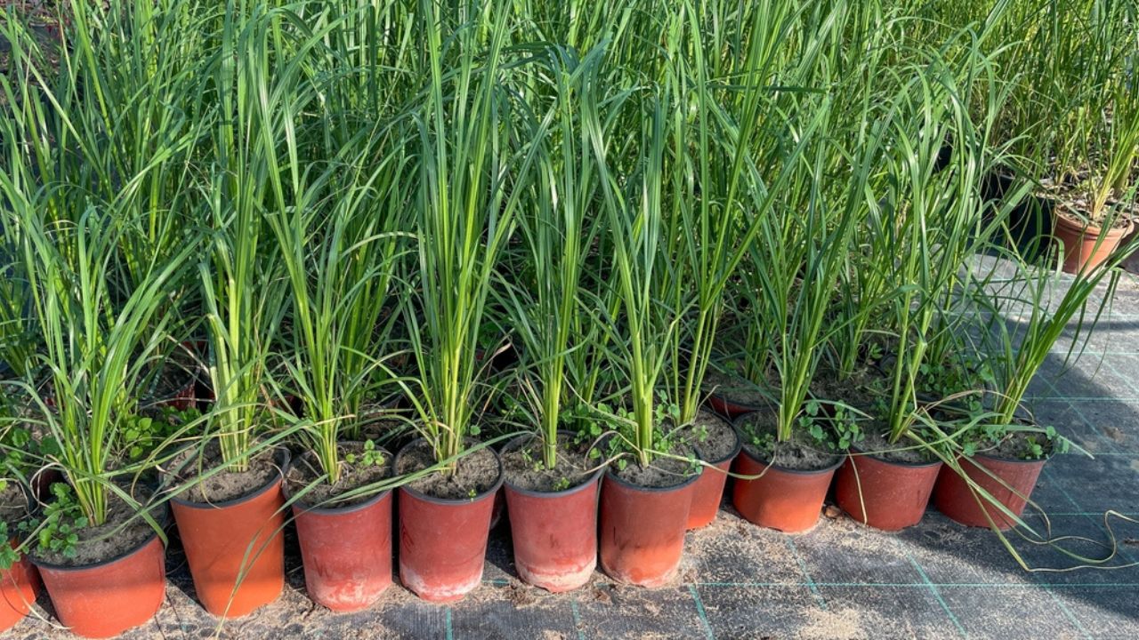 Rows of lemongrass plants in terracotta pots under sunlight, symbolizing sustainable gardening and natural herbal remedies for wellness