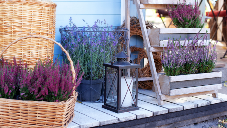 Blooming heather Calluna vulgaris and lamp with a candle in backyard in autumn. Decor terrace of countryhouse. Gardening concept. Ornamental garden flowering plant in garden. Rustic. Lavender in pots