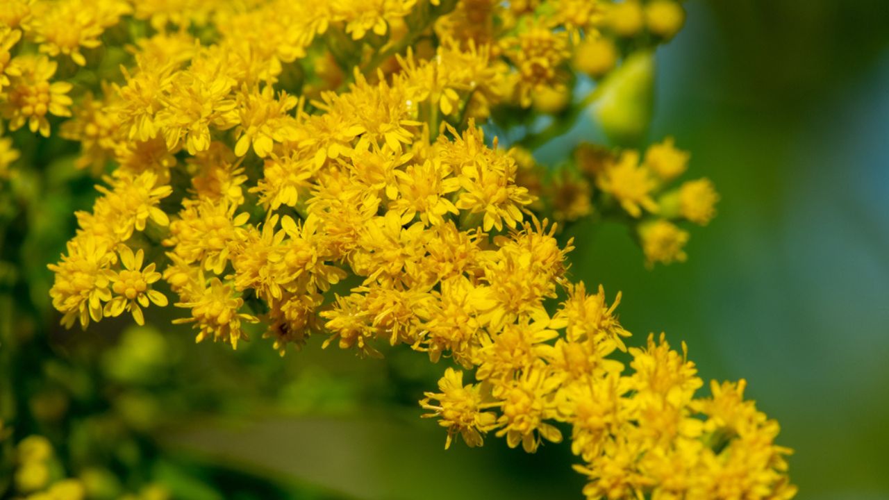 Solidago, commonly called goldenrod, Most of them are herbaceous perennial species found in open areas such as meadows, prairies and savannahs.