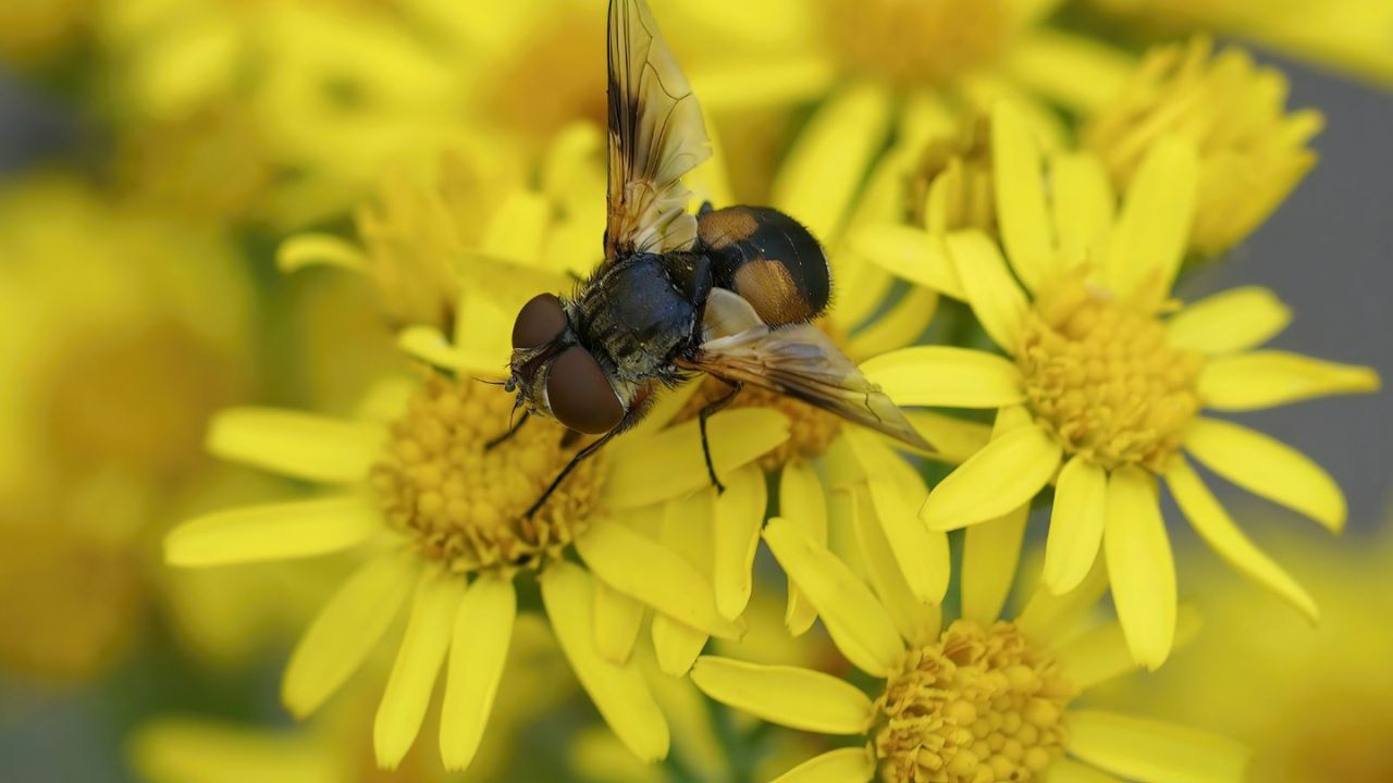 Tachinid Fly on yellow flowers.