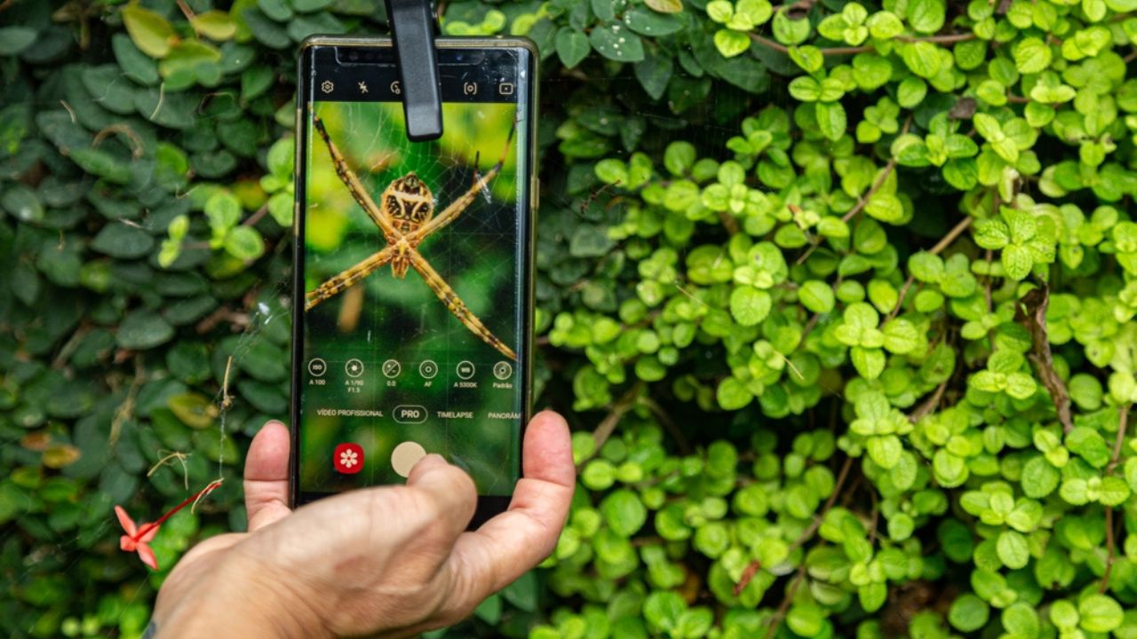 Woman's hand holding a smartphone taking a close-up photo of a spider on its web with vegetation in the background