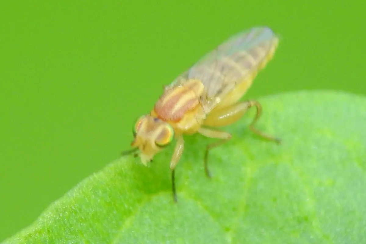 aphid midge on a leaf