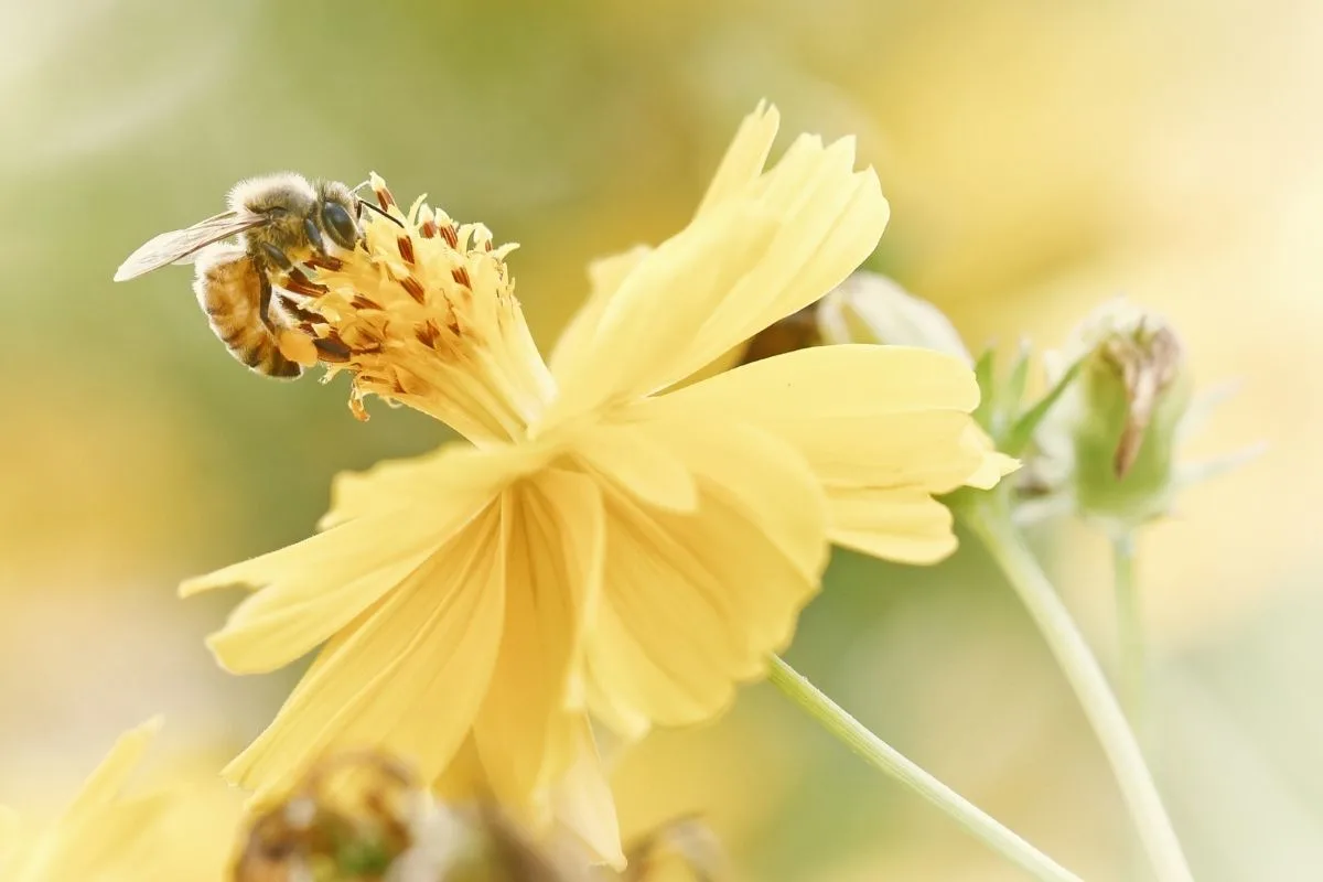 be pollinating a yellow flower