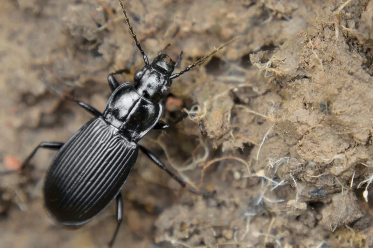 black ground beetle