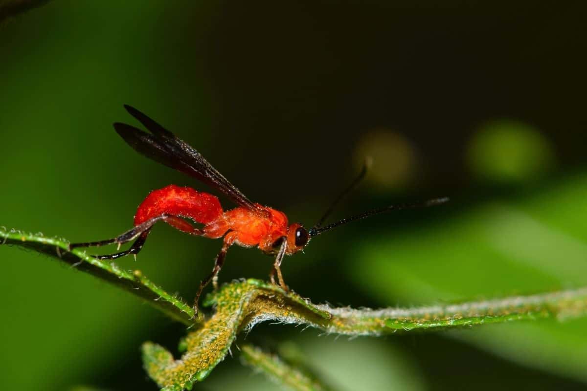 Braconid wasp