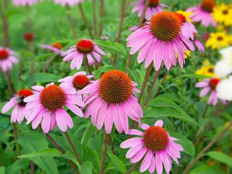 Coneflowers (also known as purple echinacea)