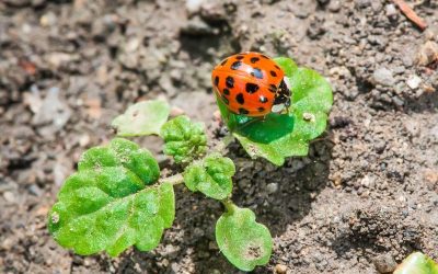 Ladybug in the garden