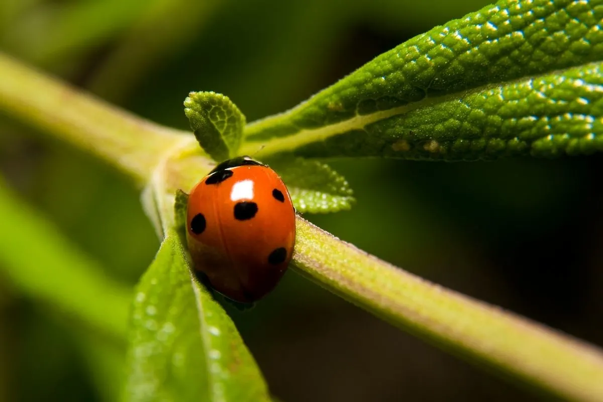ladybug sitting on a plant stem