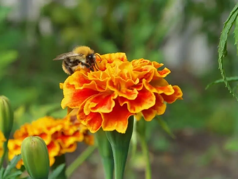 Marigold flowers and bee