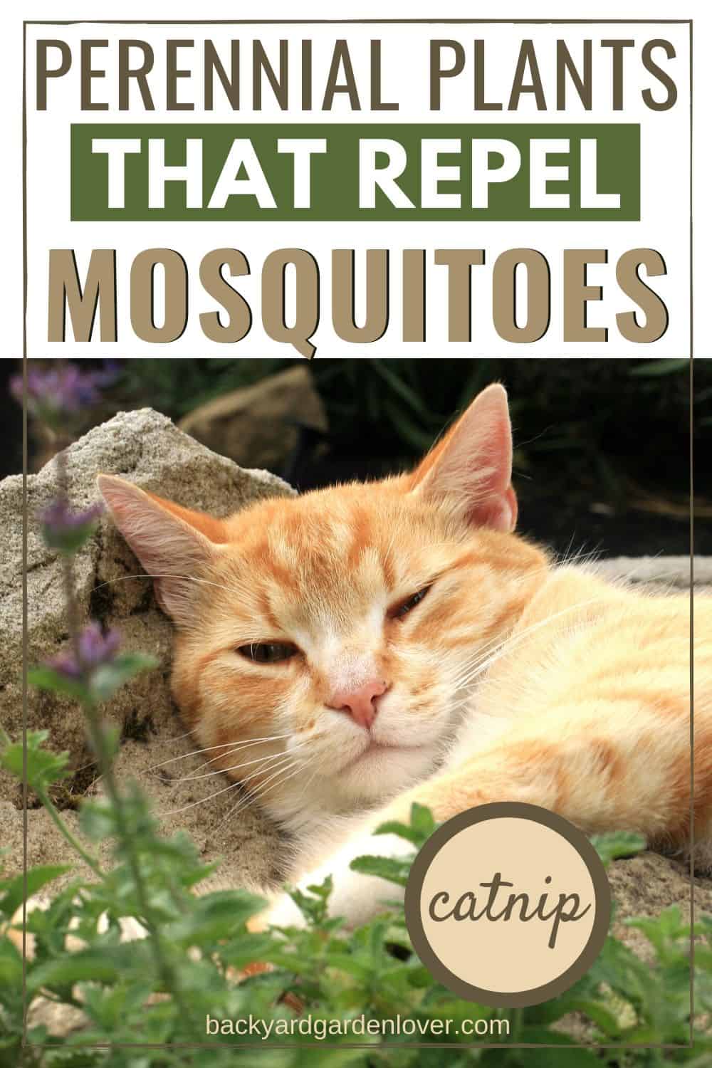 Perennial plants that repel mosquitoes