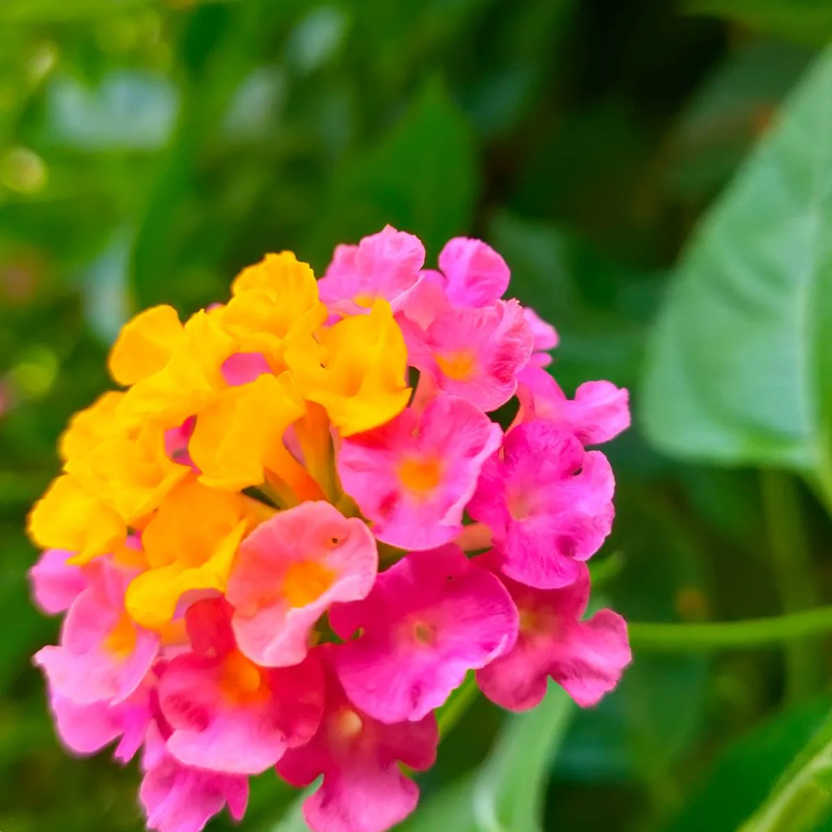 pink and yellow lantana flowers