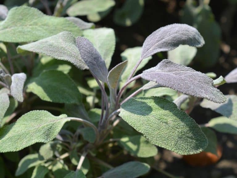 Perennial Plants That Repel Mosquitoes