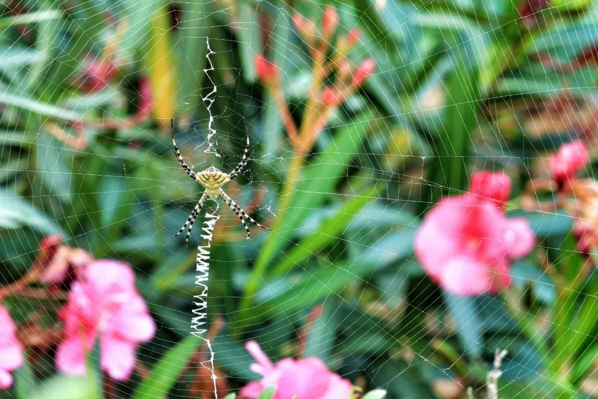 spider in the flower garden