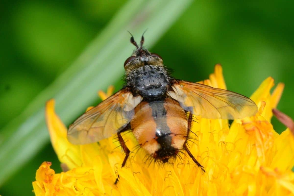 tachinid fly on a yellow flower