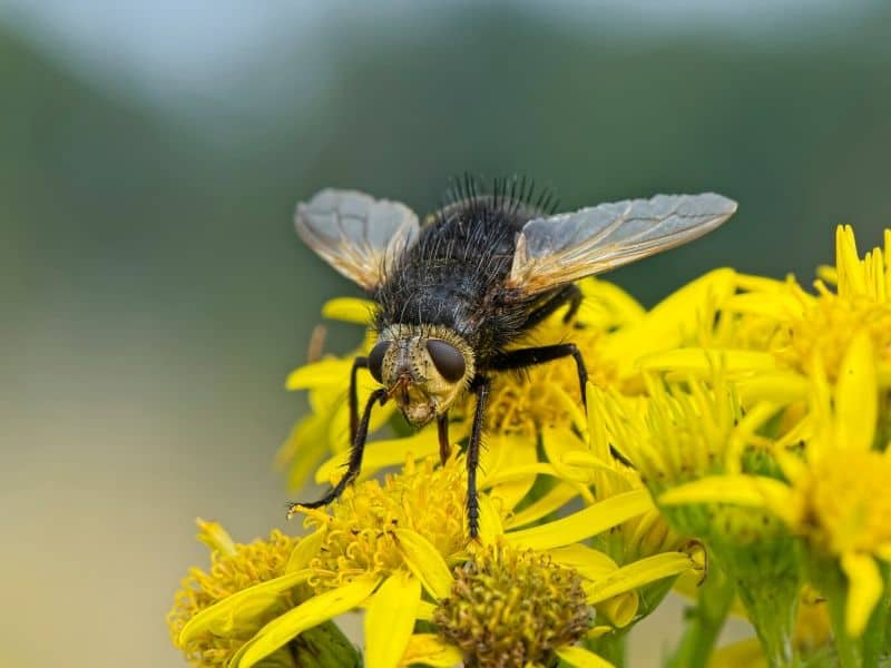 Tachinid fly on yellow flowers