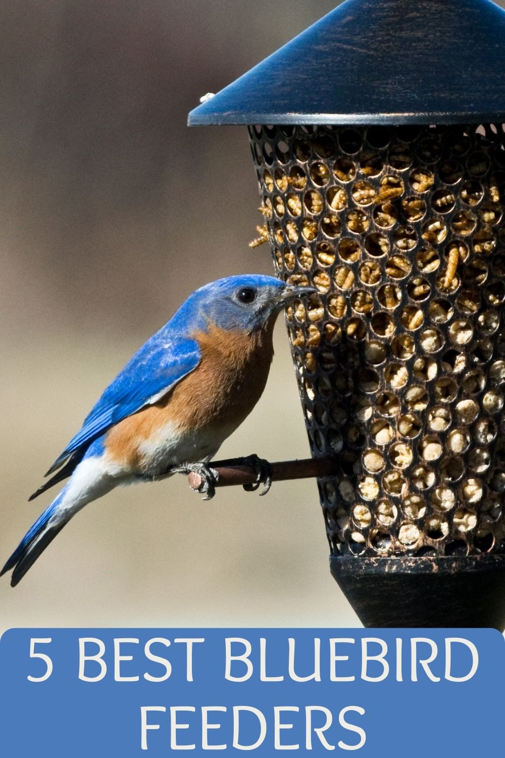 5 best bluebird feeders