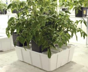 Tomato plants growing in a Dutch bucket