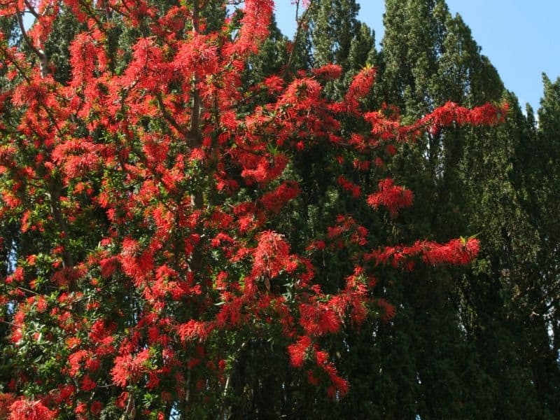 Chilean Fire Bush