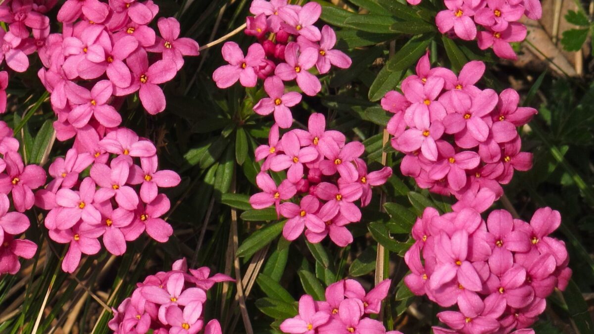 Garland flowers, also known as Daphne cneorum.