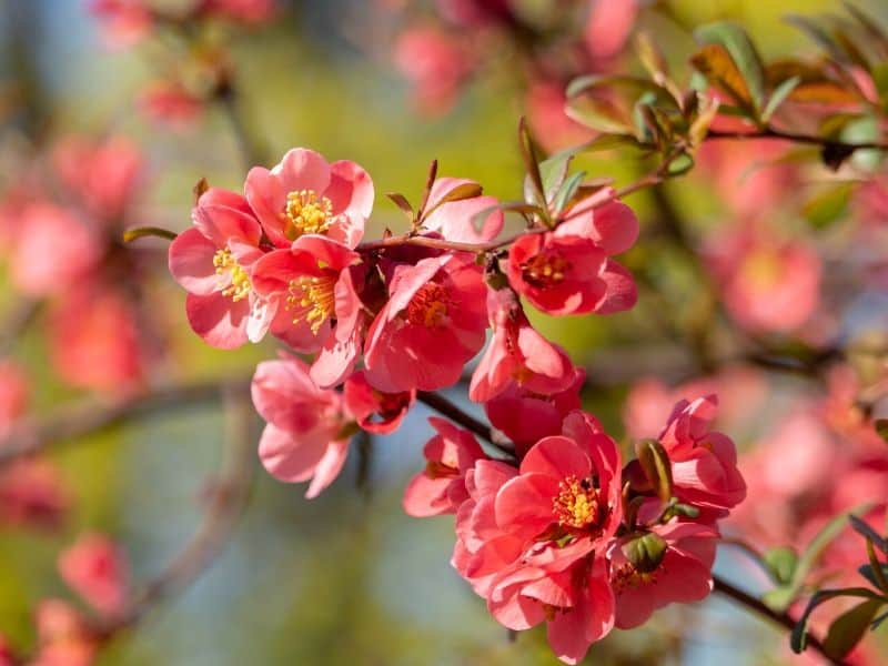 Texas Scarlet Flowering Quince