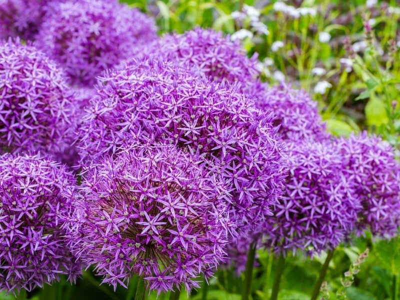 Purple allium globes