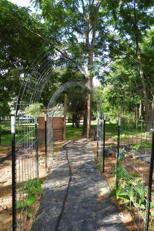 Arches in the victory garden